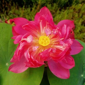 Red Mini Lotus Seeds - Dwarf Water Lotus (Nelumbo nucifera) - Aquatic Flower - Image 6