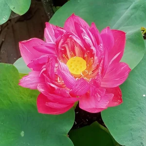 Red Mini Lotus Seeds - Dwarf Water Lotus (Nelumbo nucifera) - Aquatic Flower - Image 7