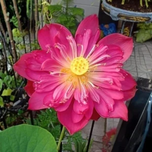 Red Mini Lotus Seeds - Dwarf Water Lotus (Nelumbo nucifera) - Aquatic Flower - Image 8