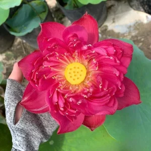 Red Mini Lotus Seeds - Dwarf Water Lotus (Nelumbo nucifera) - Aquatic Flower - Image 9