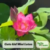 Red Mini Lotus Seeds - Dwarf Water Lotus (Nelumbo nucifera) - Aquatic Flower - Image 1
