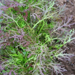Red Mizuna Mustard Seeds - Brassica rapa var. nipposinica - 20 Count Pack - Image 8