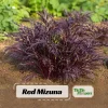 Red Mizuna Mustard Seeds - Brassica rapa var. nipposinica - 20 Count Pack - Image 1