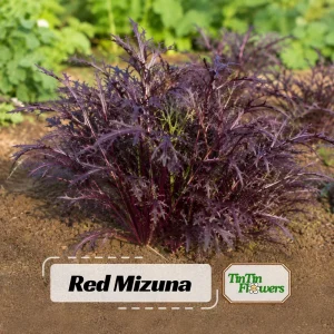 Red Mizuna Mustard Seeds - Brassica rapa var. nipposinica - 20 Count Pack - Image 1