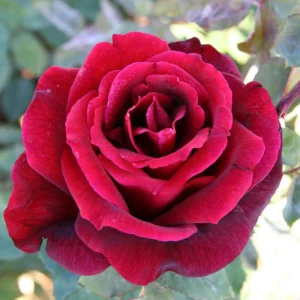 Red Mr. Lincoln Hybrid Tea Rose Seeds - 30 Pack Perennial Flower Seeds - Image 10