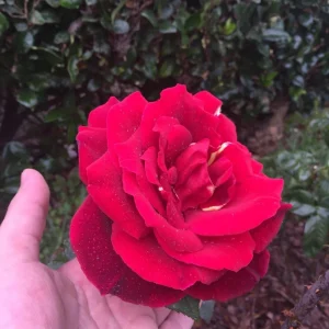 Red Mr. Lincoln Hybrid Tea Rose Seeds - 30 Pack Perennial Flower Seeds - Image 11