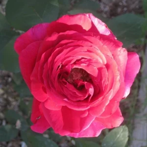 Red Mr. Lincoln Hybrid Tea Rose Seeds - 30 Pack Perennial Flower Seeds - Image 12