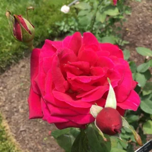 Red Mr. Lincoln Hybrid Tea Rose Seeds - 30 Pack Perennial Flower Seeds - Image 13