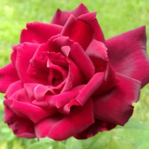 Red Mr. Lincoln Hybrid Tea Rose Seeds - 30 Pack Perennial Flower Seeds - Image 14