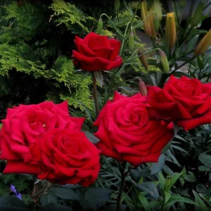 Red Mr. Lincoln Hybrid Tea Rose Seeds - 30 Pack Perennial Flower Seeds - Image 15