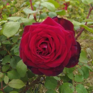 Red Mr. Lincoln Hybrid Tea Rose Seeds - 30 Pack Perennial Flower Seeds - Image 16