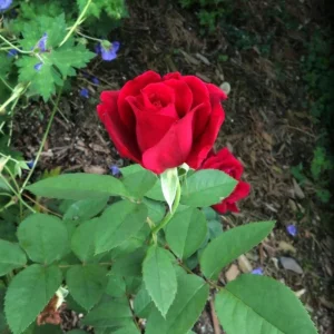 Red Mr. Lincoln Hybrid Tea Rose Seeds - 30 Pack Perennial Flower Seeds - Image 17