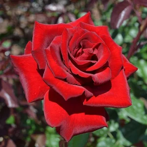Red Mr. Lincoln Hybrid Tea Rose Seeds - 30 Pack Perennial Flower Seeds - Image 2