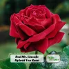 Red Mr. Lincoln Hybrid Tea Rose Seeds - 30 Pack Perennial Flower Seeds - Image 1