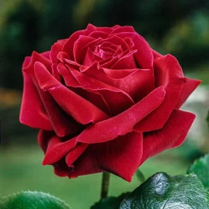 Red Mr. Lincoln Hybrid Tea Rose Seeds - 30 Pack Perennial Flower Seeds - Image 3