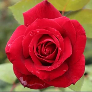 Red Mr. Lincoln Hybrid Tea Rose Seeds - 30 Pack Perennial Flower Seeds - Image 4