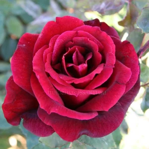 Red Mr. Lincoln Hybrid Tea Rose Seeds - 30 Pack Perennial Flower Seeds - Image 5