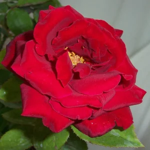 Red Mr. Lincoln Hybrid Tea Rose Seeds - 30 Pack Perennial Flower Seeds - Image 6