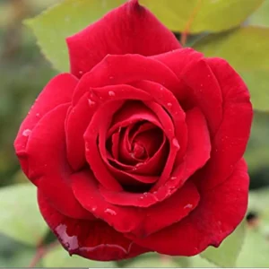 Red Mr. Lincoln Hybrid Tea Rose Seeds - 30 Pack Perennial Flower Seeds - Image 7