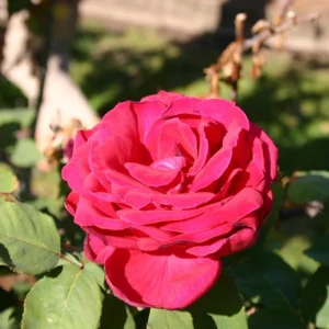 Red Mr. Lincoln Hybrid Tea Rose Seeds - 30 Pack Perennial Flower Seeds - Image 8