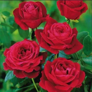 Red Mr. Lincoln Hybrid Tea Rose Seeds - 30 Pack Perennial Flower Seeds - Image 9