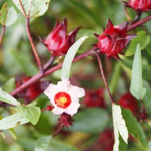 Red Roselle Seeds - Jamaican Sorrel - Edible, Flowering, Fast Growing - 10 Seeds - Image 10