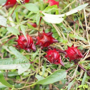 Red Roselle Seeds - Jamaican Sorrel - Edible, Flowering, Fast Growing - 10 Seeds - Image 11