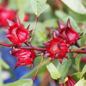 Red Roselle Seeds - Jamaican Sorrel - Edible, Flowering, Fast Growing - 10 Seeds - Image 12