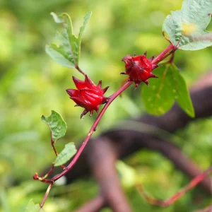 Red Roselle Seeds - Jamaican Sorrel - Edible, Flowering, Fast Growing - 10 Seeds - Image 13