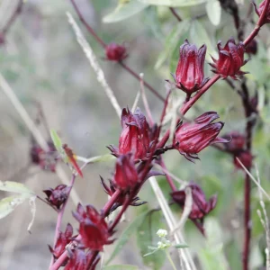 Red Roselle Seeds - Jamaican Sorrel - Edible, Flowering, Fast Growing - 10 Seeds - Image 2