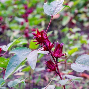 Red Roselle Seeds - Jamaican Sorrel - Edible, Flowering, Fast Growing - 10 Seeds - Image 3