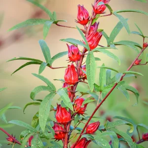 Red Roselle Seeds - Jamaican Sorrel - Edible, Flowering, Fast Growing - 10 Seeds - Image 6
