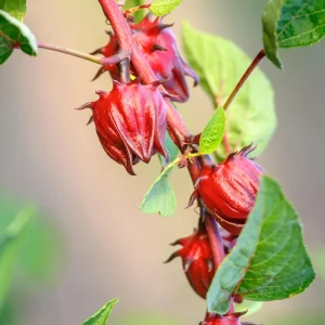Red Roselle Seeds - Jamaican Sorrel - Edible, Flowering, Fast Growing - 10 Seeds - Image 8