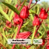 Red Roselle Seeds - Jamaican Sorrel - Edible, Flowering, Fast Growing - 10 Seeds - Image 1