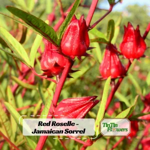 Red Roselle Seeds - Jamaican Sorrel - Edible, Flowering, Fast Growing - 10 Seeds - Image 1