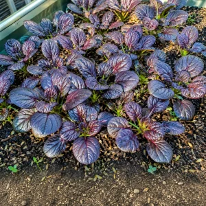 Red Tatsoi Hybrid Seeds - 20 Count - Cold Hardy Asian Leafy Greens for Garden - Image 10