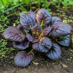 Red Tatsoi Hybrid Seeds - 20 Count - Cold Hardy Asian Leafy Greens for Garden - Image 11