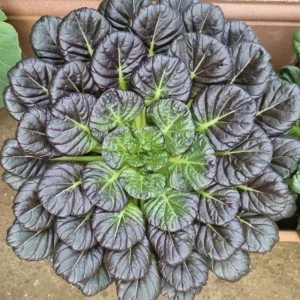 Red Tatsoi Hybrid Seeds - 20 Count - Cold Hardy Asian Leafy Greens for Garden - Image 2