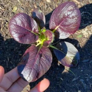 Red Tatsoi Hybrid Seeds - 20 Count - Cold Hardy Asian Leafy Greens for Garden - Image 3