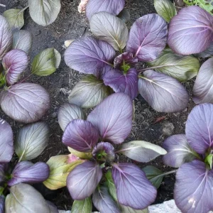 Red Tatsoi Hybrid Seeds - 20 Count - Cold Hardy Asian Leafy Greens for Garden - Image 4