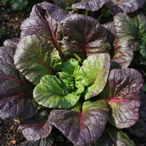 Red Tatsoi Hybrid Seeds - 20 Count - Cold Hardy Asian Leafy Greens for Garden - Image 5