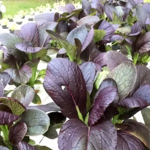 Red Tatsoi Hybrid Seeds - 20 Count - Cold Hardy Asian Leafy Greens for Garden - Image 6
