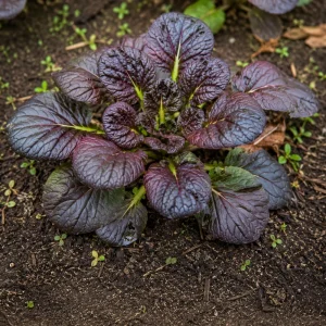 Red Tatsoi Hybrid Seeds - 20 Count - Cold Hardy Asian Leafy Greens for Garden - Image 7