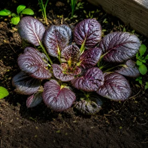 Red Tatsoi Hybrid Seeds - 20 Count - Cold Hardy Asian Leafy Greens for Garden - Image 8