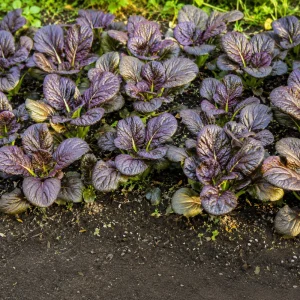 Red Tatsoi Hybrid Seeds - 20 Count - Cold Hardy Asian Leafy Greens for Garden - Image 9