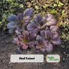 Red Tatsoi Hybrid Seeds - 20 Count - Cold Hardy Asian Leafy Greens for Garden - Image 1