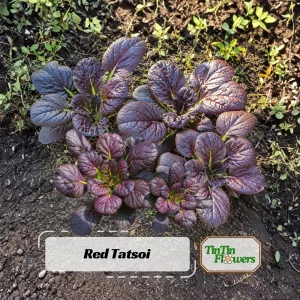 Red Tatsoi Hybrid Seeds - 20 Count - Cold Hardy Asian Leafy Greens for Garden - Image 1