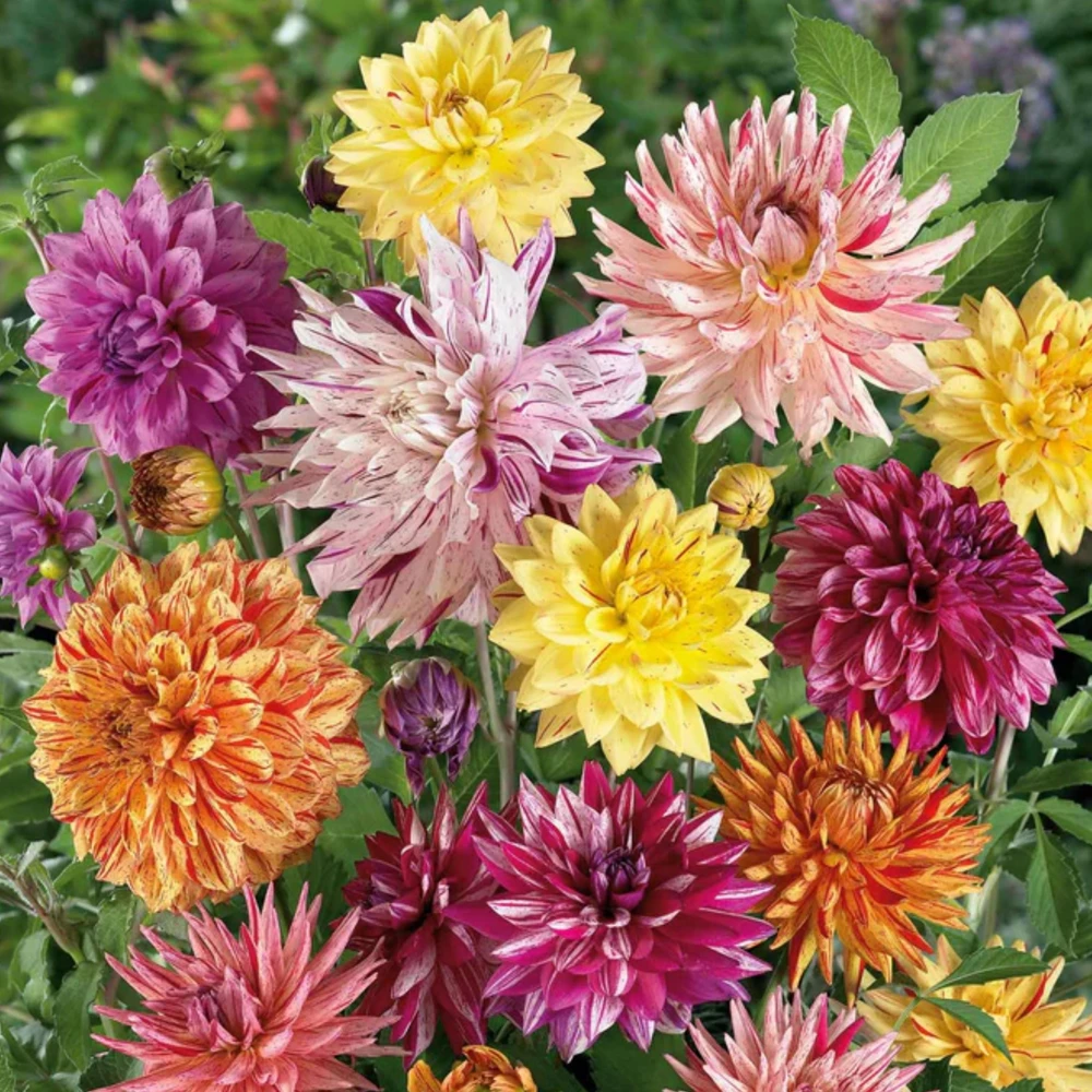 Rembrandt Dahlia Mixture Seeds - 40 Count - Pollinator Friendly, Heirloom Flower Seeds - Image 10