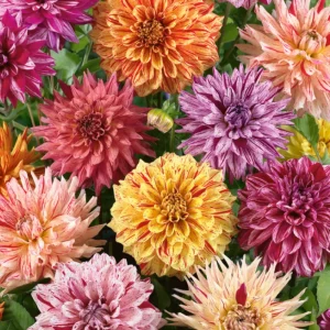 Rembrandt Dahlia Mixture Seeds - 40 Count - Pollinator Friendly, Heirloom Flower Seeds - Image 11