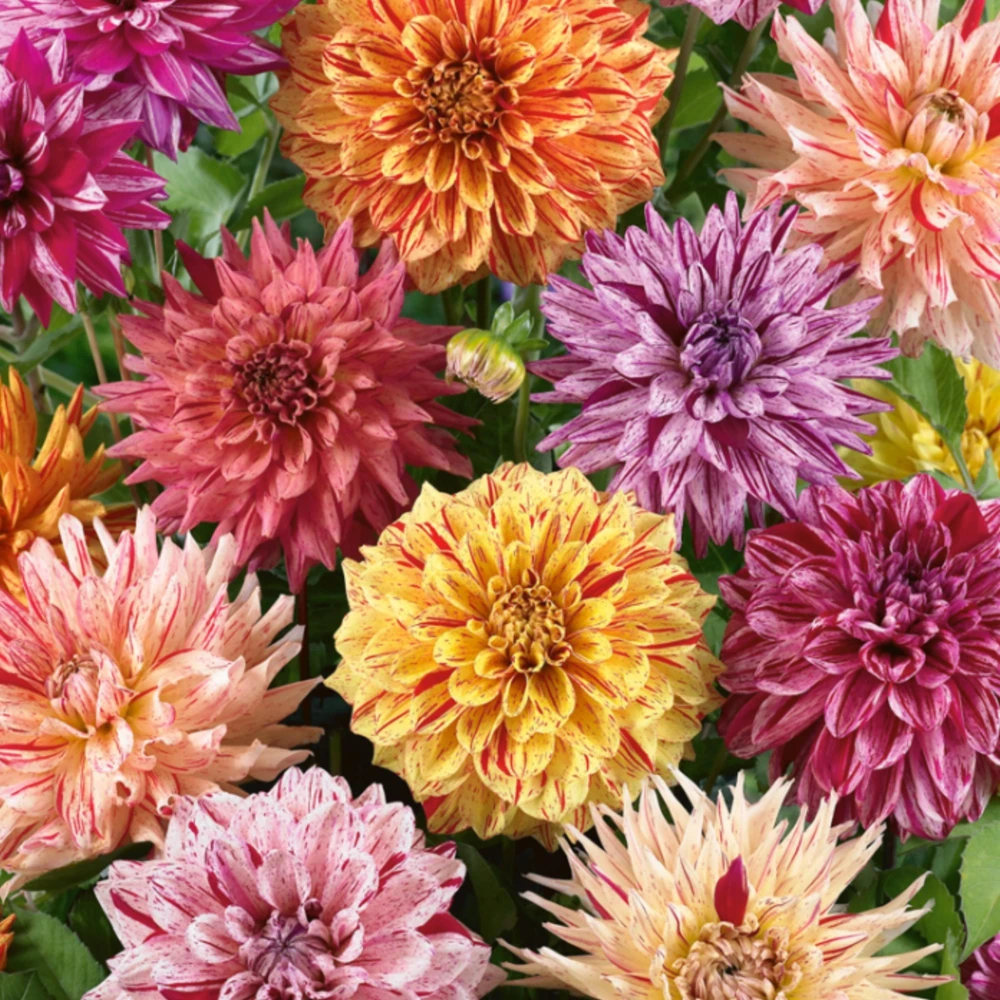 Rembrandt Dahlia Mixture Seeds - 40 Count - Pollinator Friendly, Heirloom Flower Seeds - Image 11